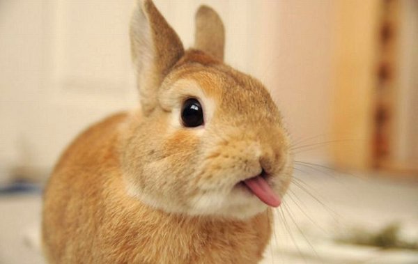 Cute bunnies make everything better.